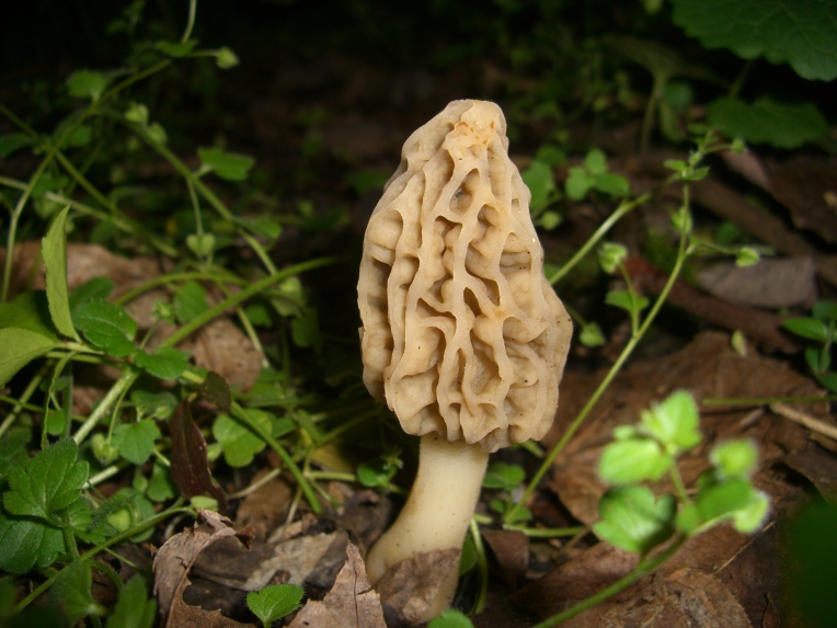 Close up photo of a morel mushroom.