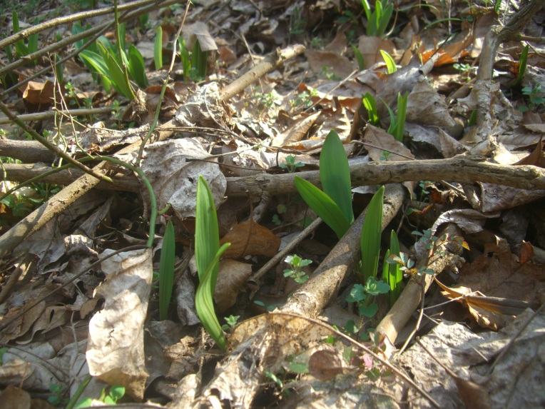 Photo of part of a small colony of ramps (also known as wild leeks).